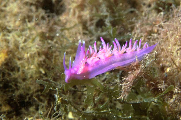 09 Flabellina affinis.jpg